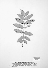 Gymnosporangium cornutum image